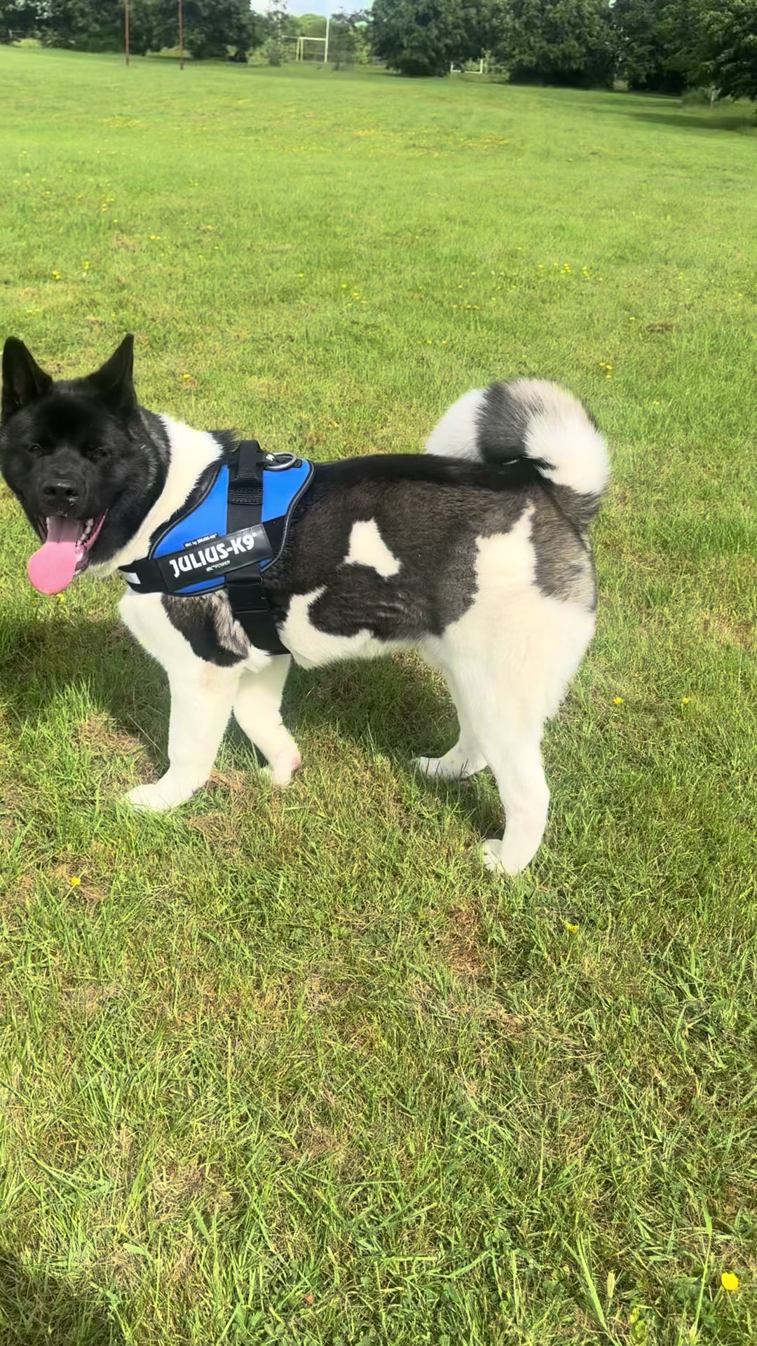 @EnzoTheAkita