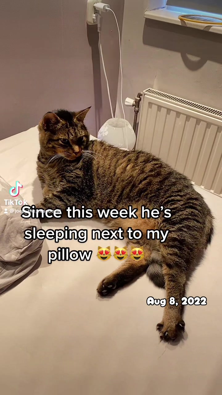 @Joep_the_ rescuecat