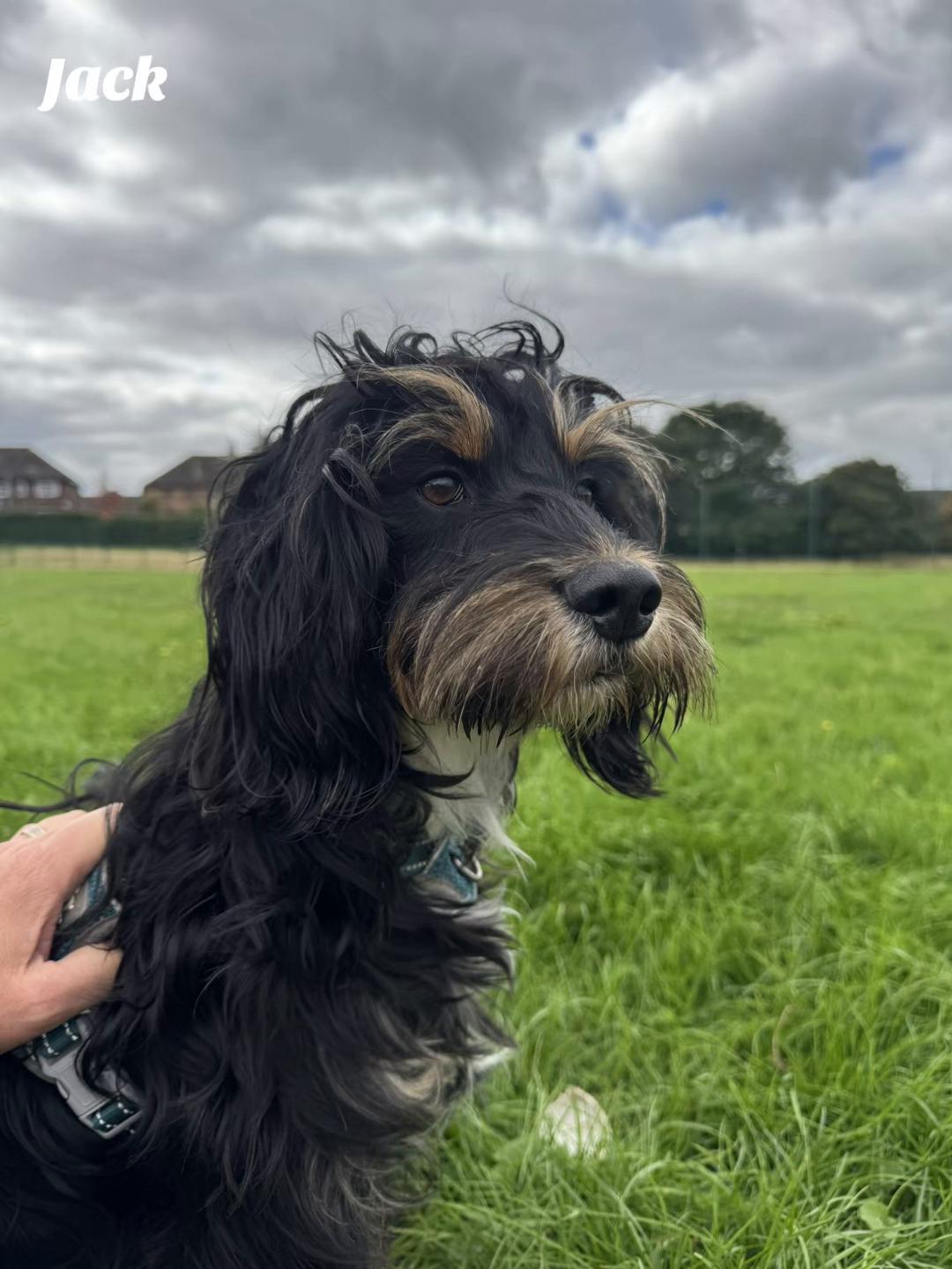 @Crazy Dog Lady & Jack Cavapoo