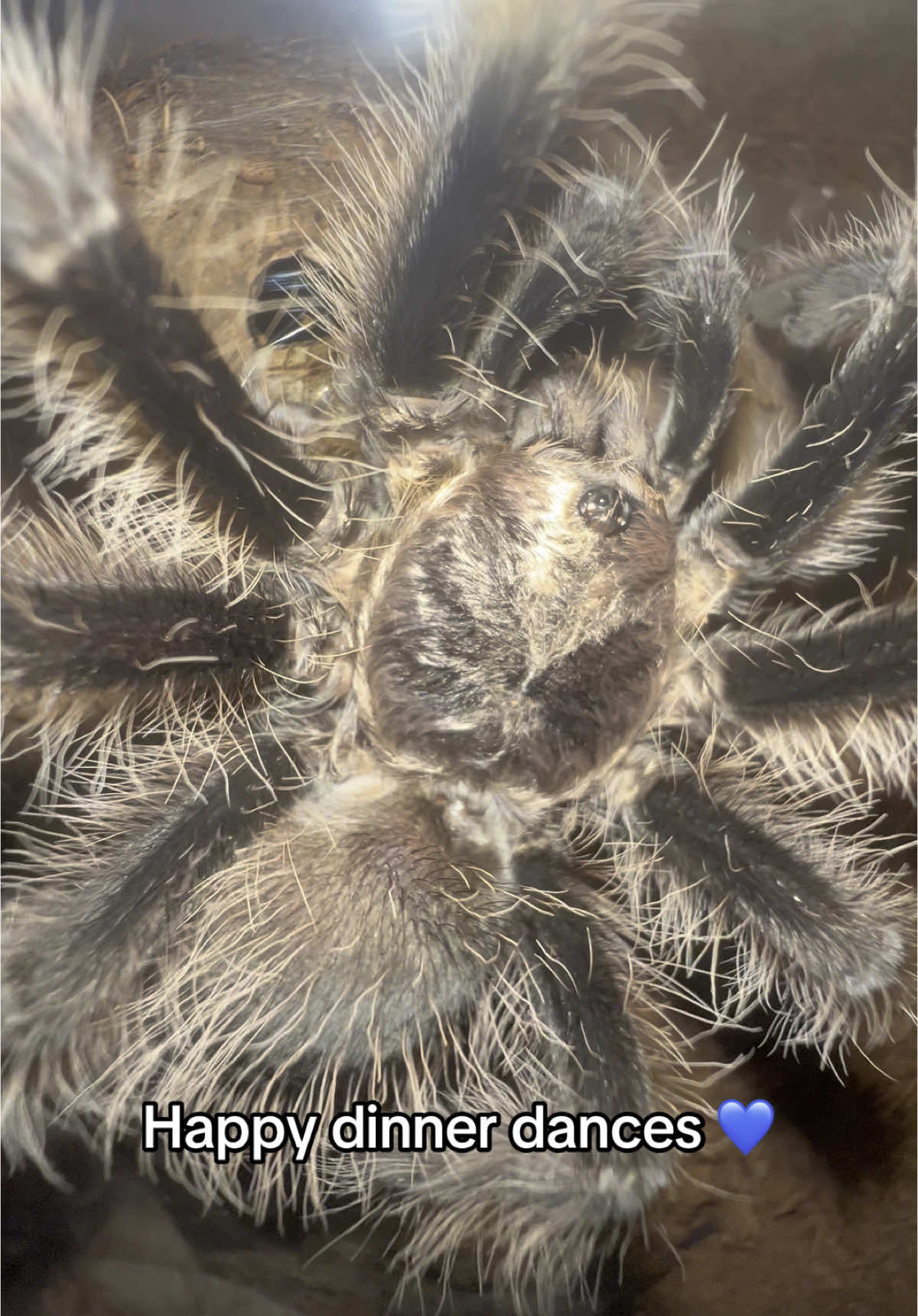 @The Tarantula twins 🕷️
