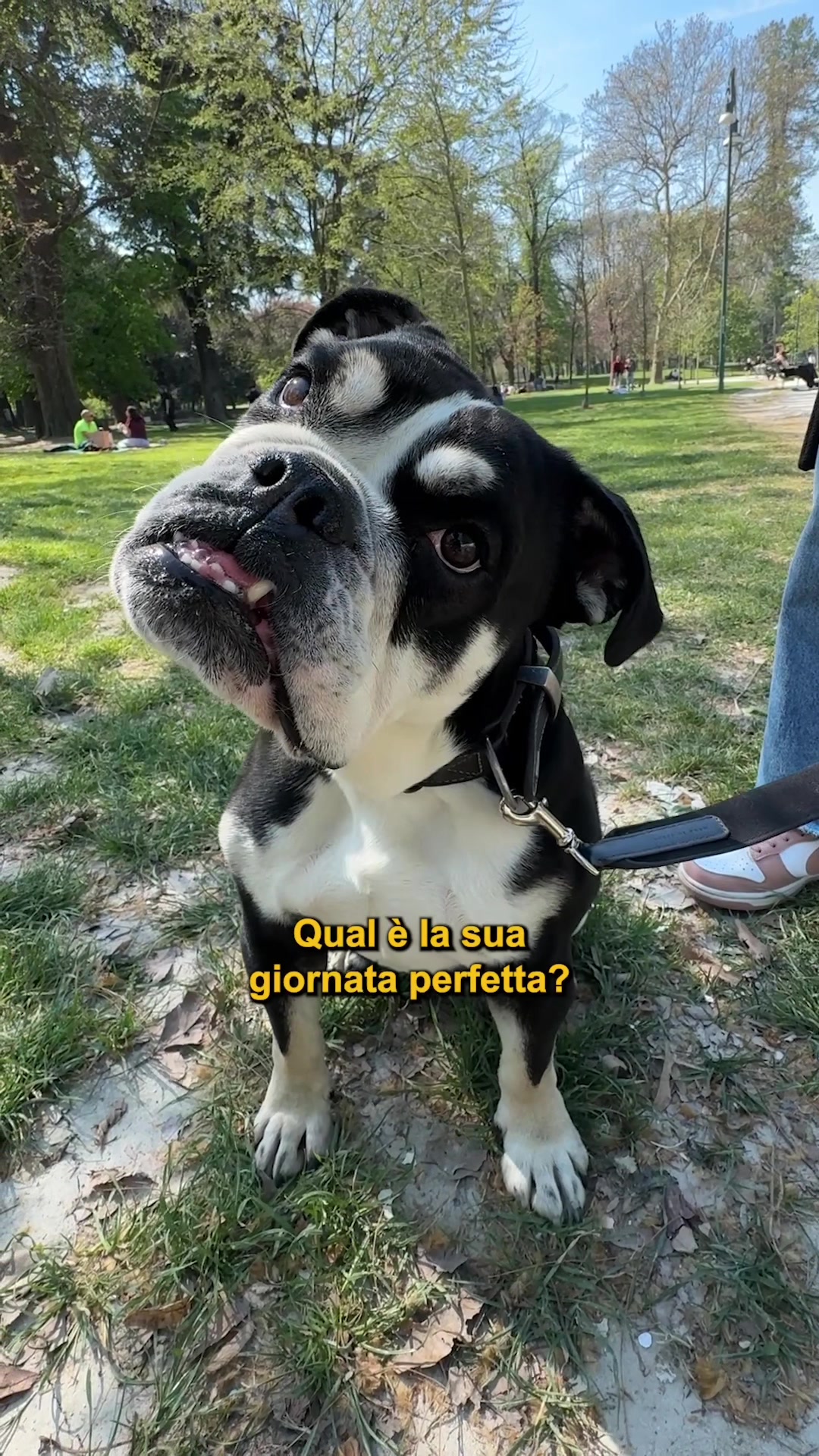 @Doggodaiily