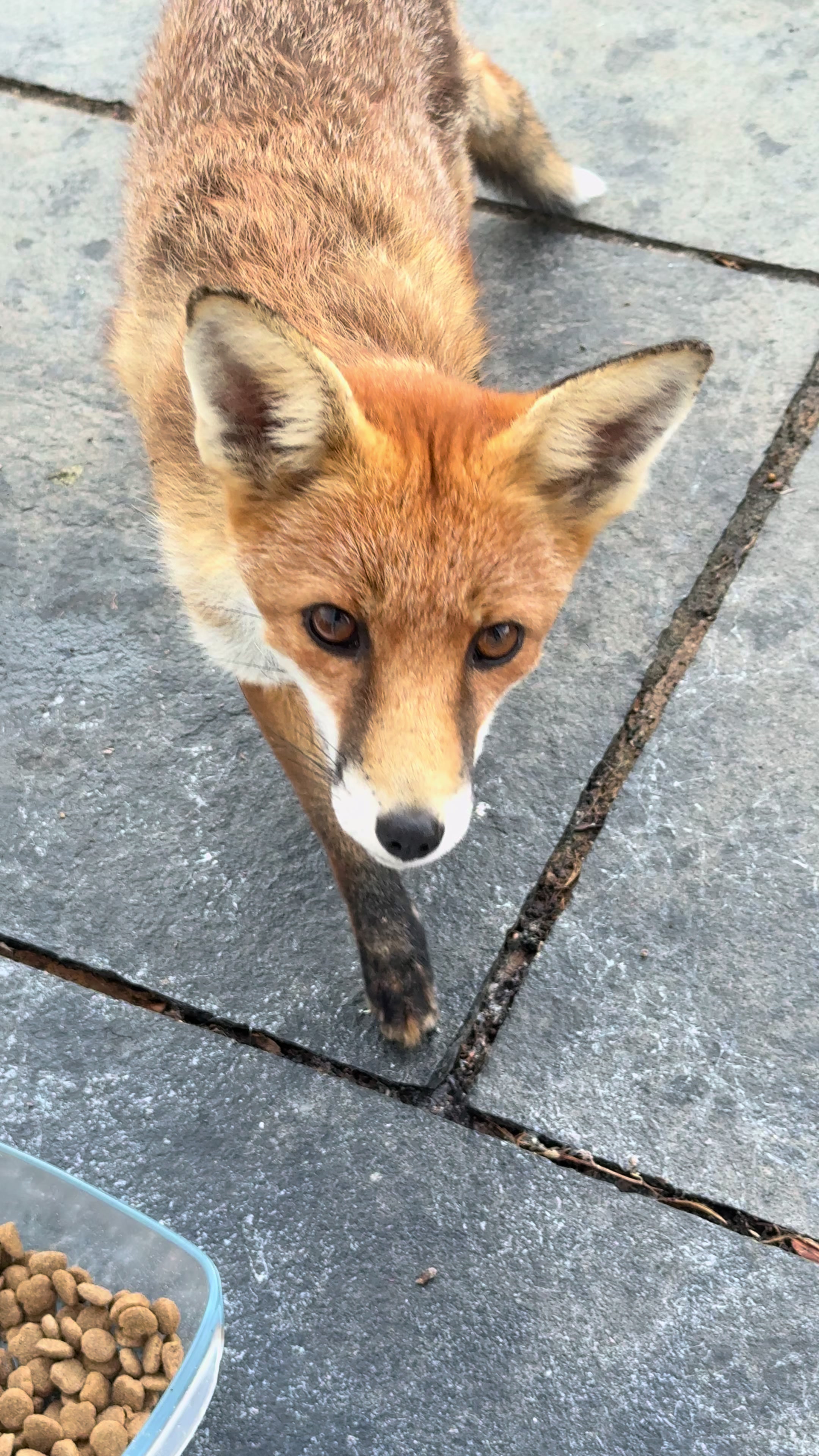 @gp_wildlife