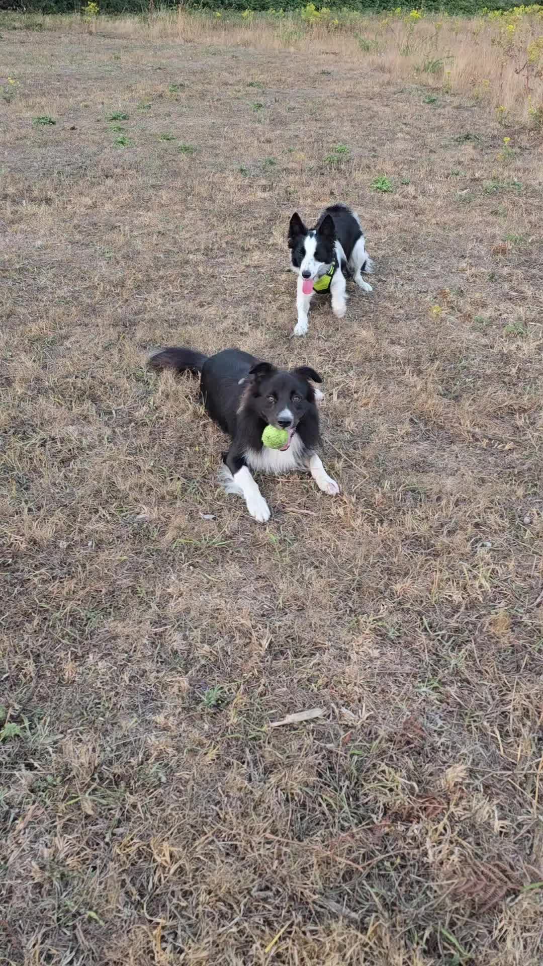 @dAnieLE y Sasha