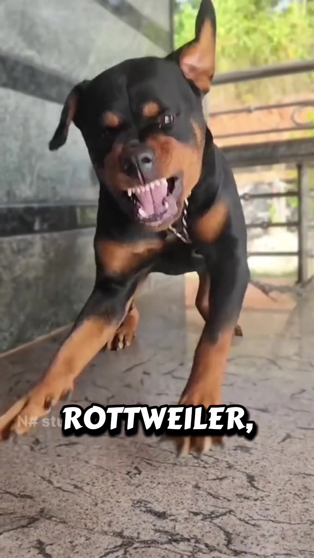 @Пушистики🐶