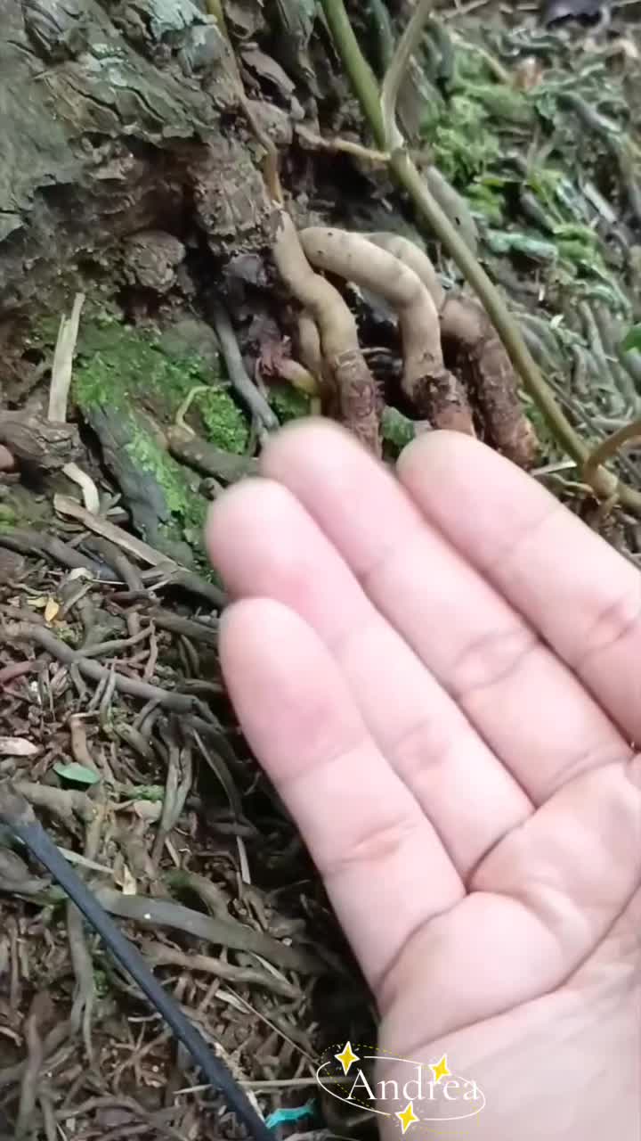 @andreacorsi298