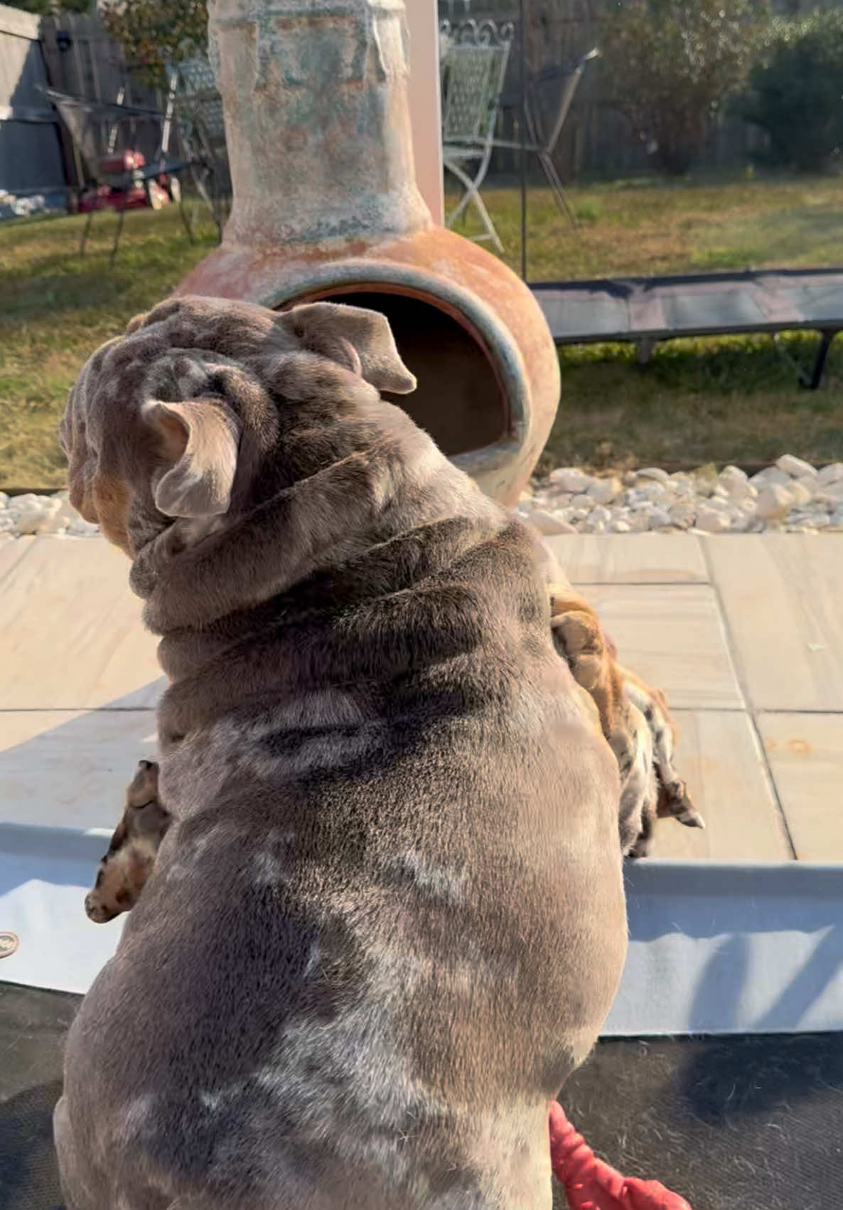 @barkleythabulldog