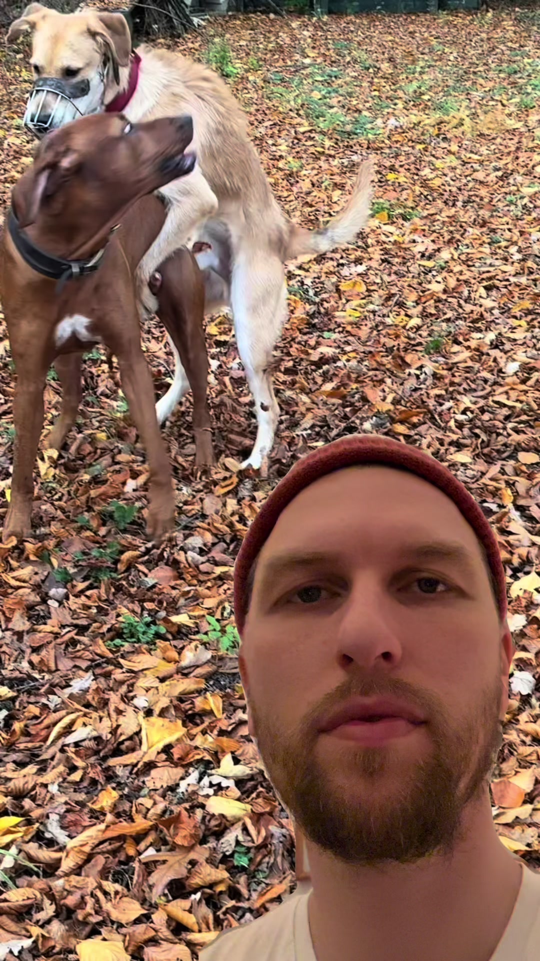 @alex_hundecoach