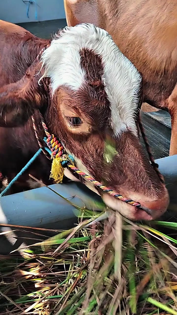 @PUTRA SADAM🐄🐂