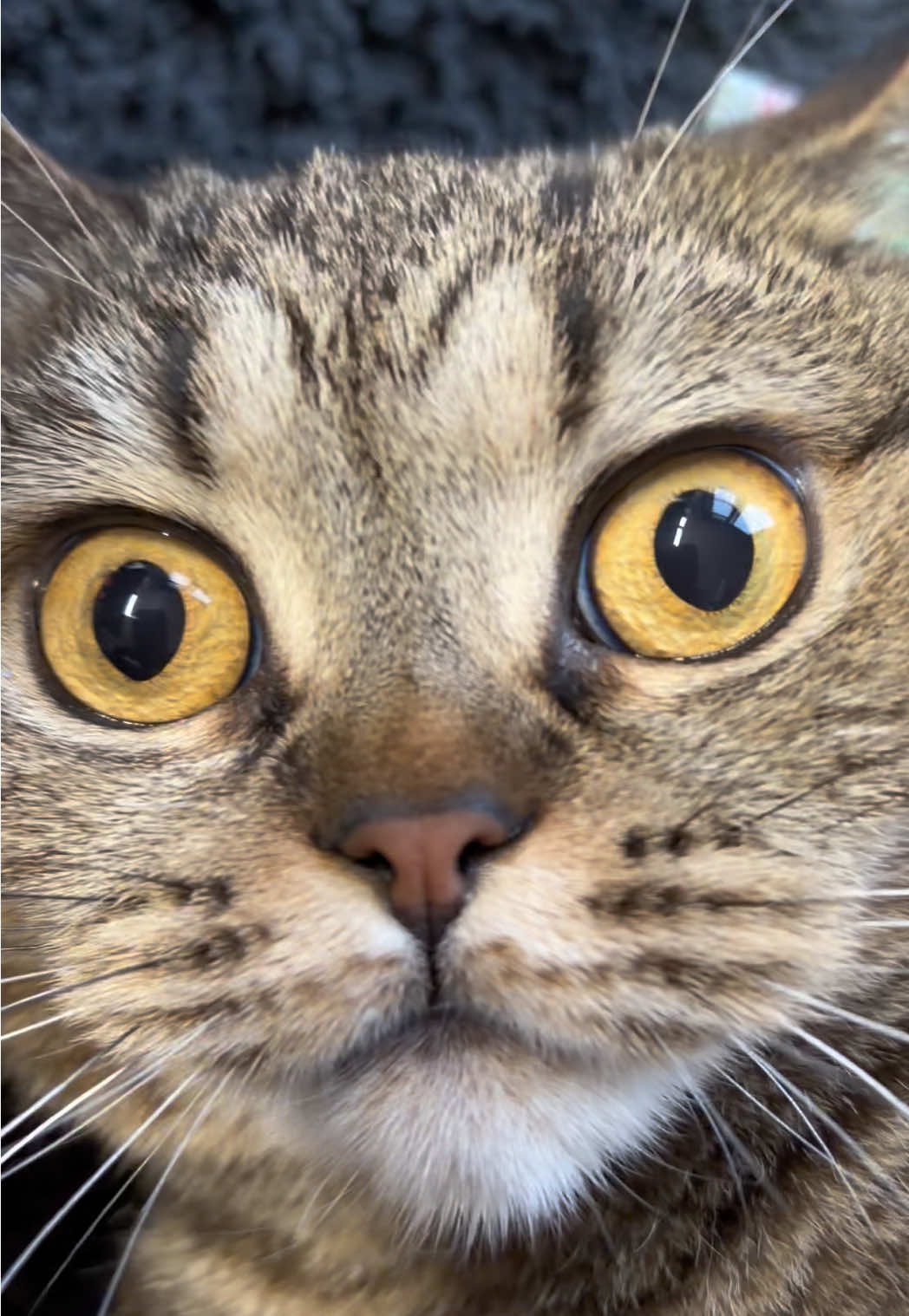 @Sonja_Kitty-Cat