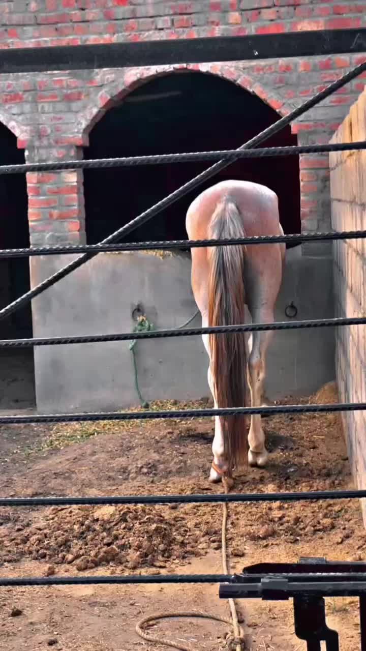 @Sham. dk🐎❣️
