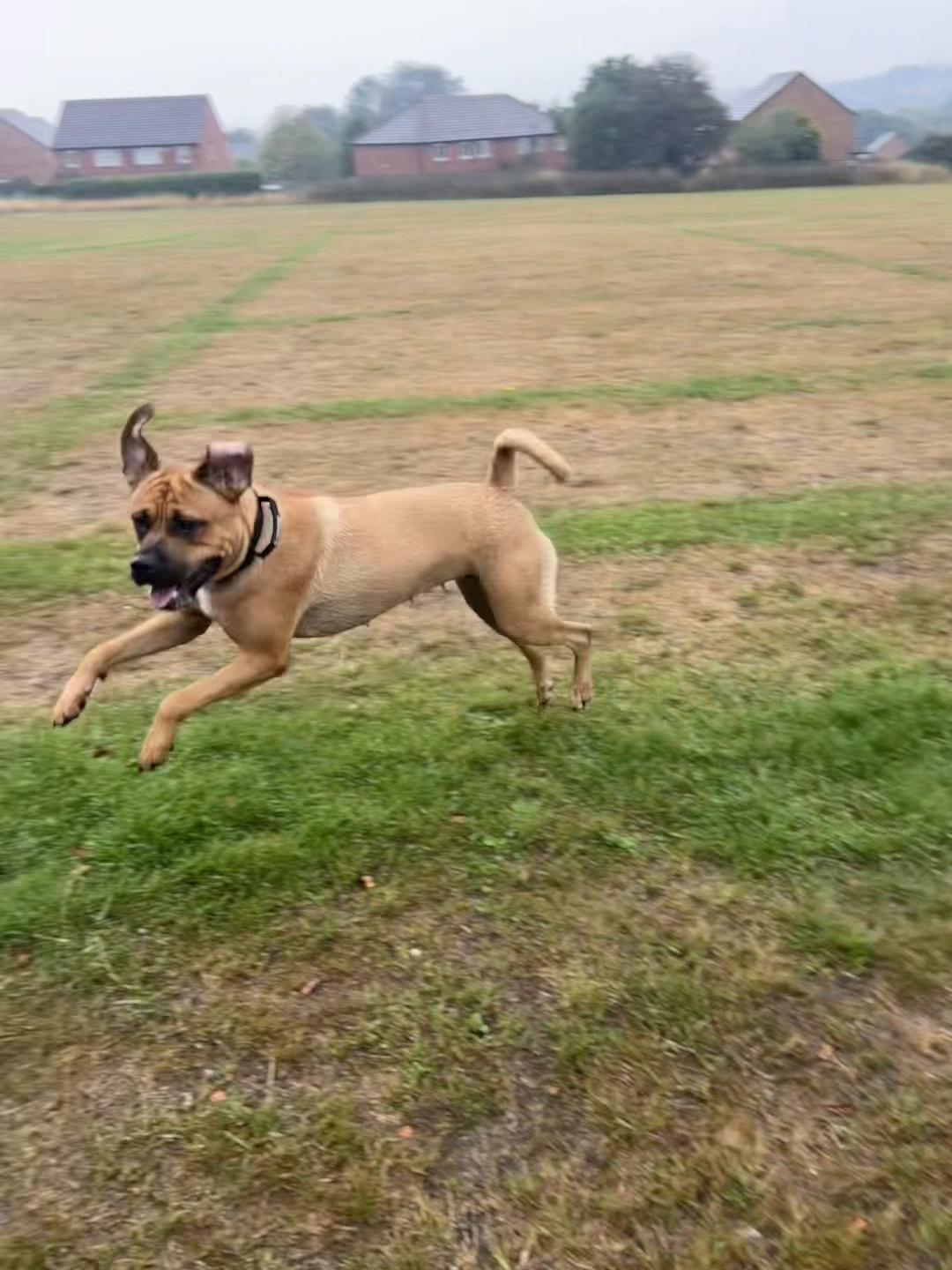 @💕Sara💕 SpartanMastiffs💕