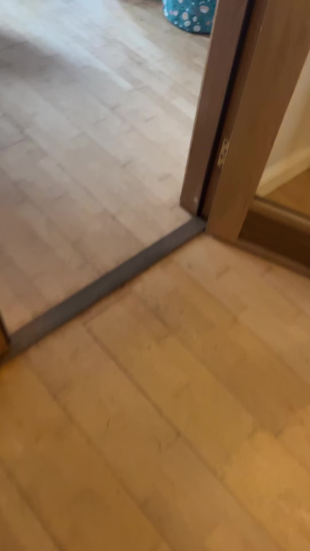 @🪁?🐈?