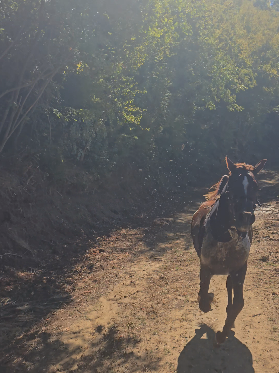@Horse Training Center Albania