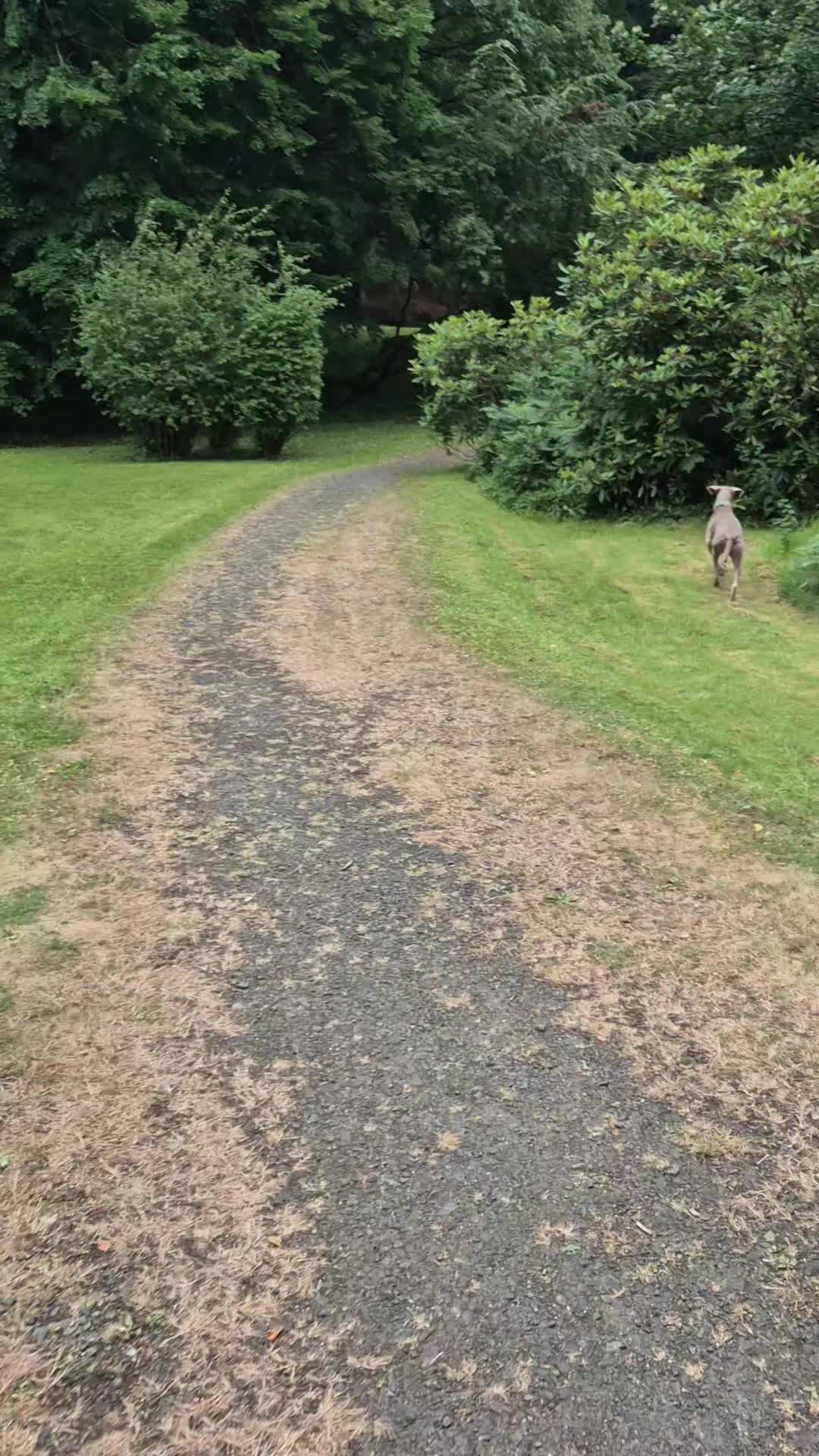 @Sabsky weimaraners