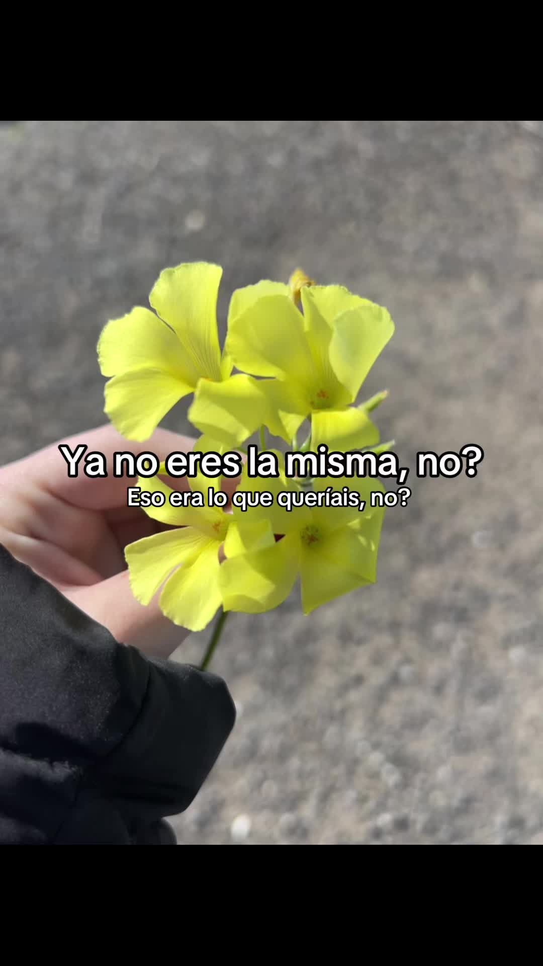 @cotitooo655