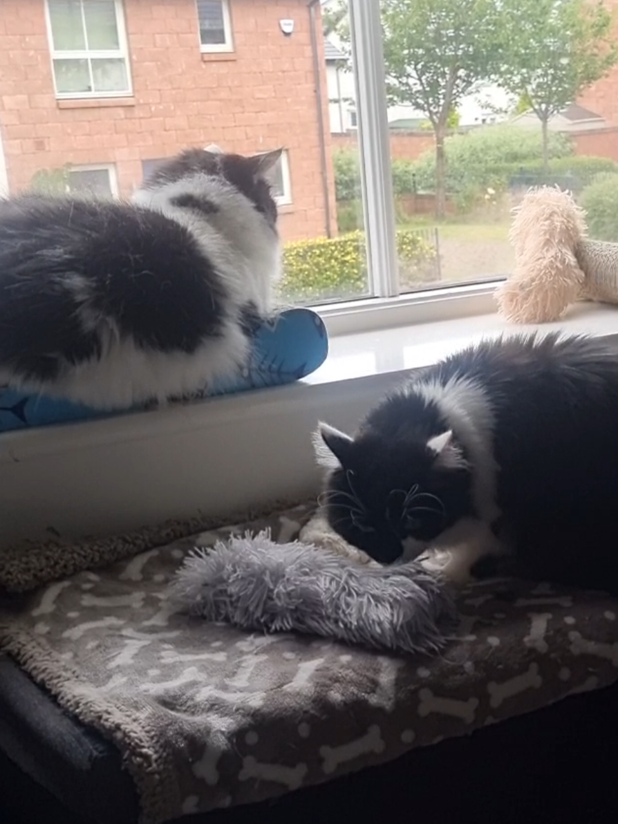 @2catlife