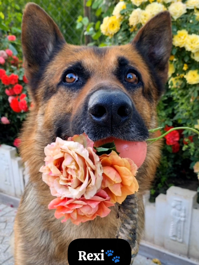 @germansheperd.Rexi