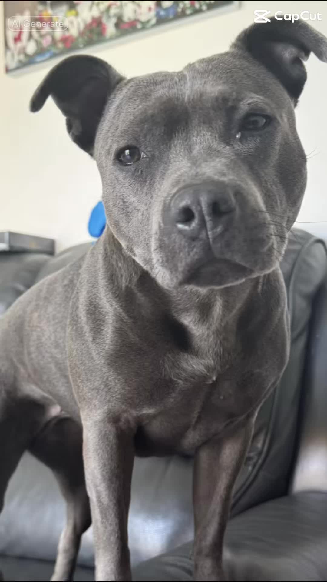 @SeanRescuesAnimals