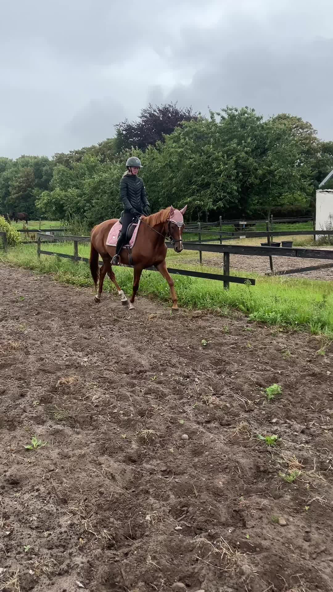 @rask_horses