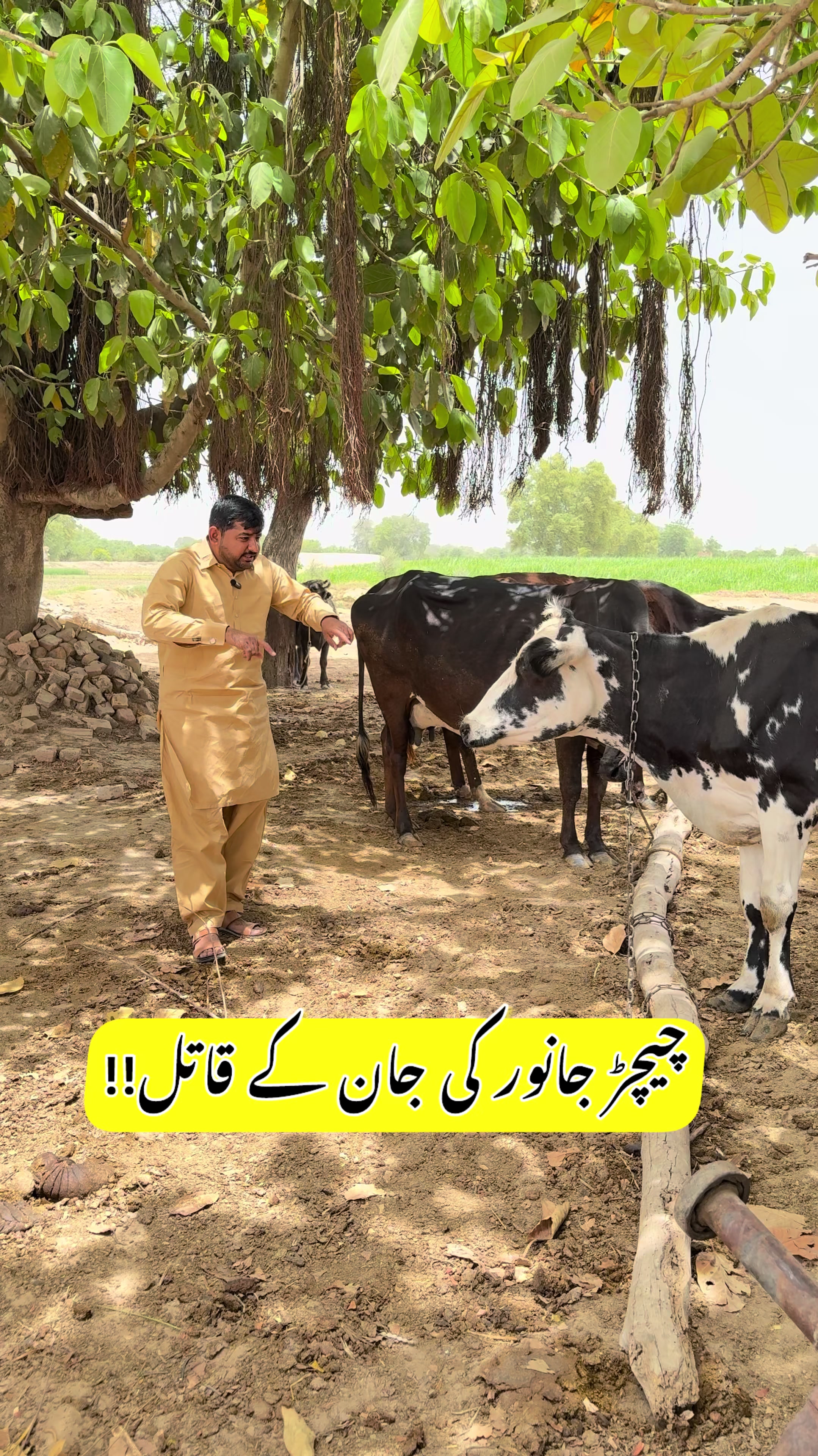 @vet.dr.mohsin4800