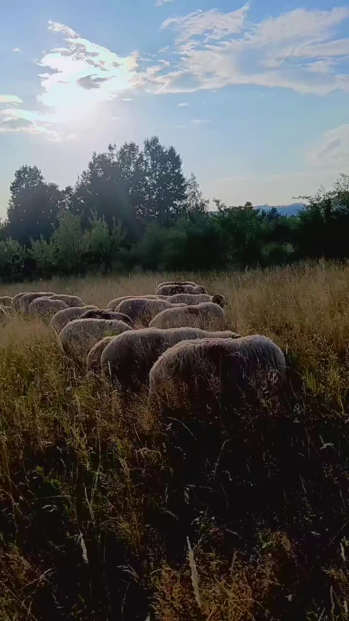 @costy_Turbăceanu