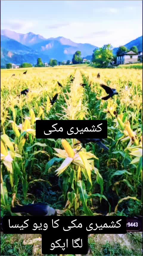 @،🌹🌹Dil ki baat Dil Tek🌹🌹🥀