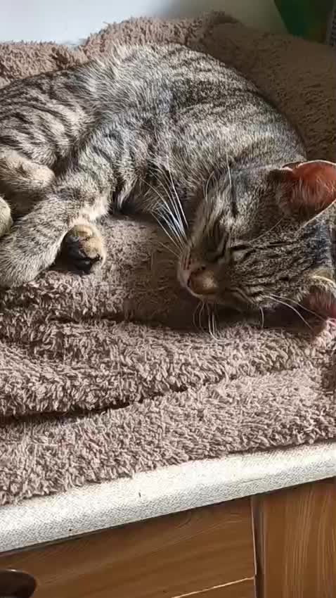 @Cat World