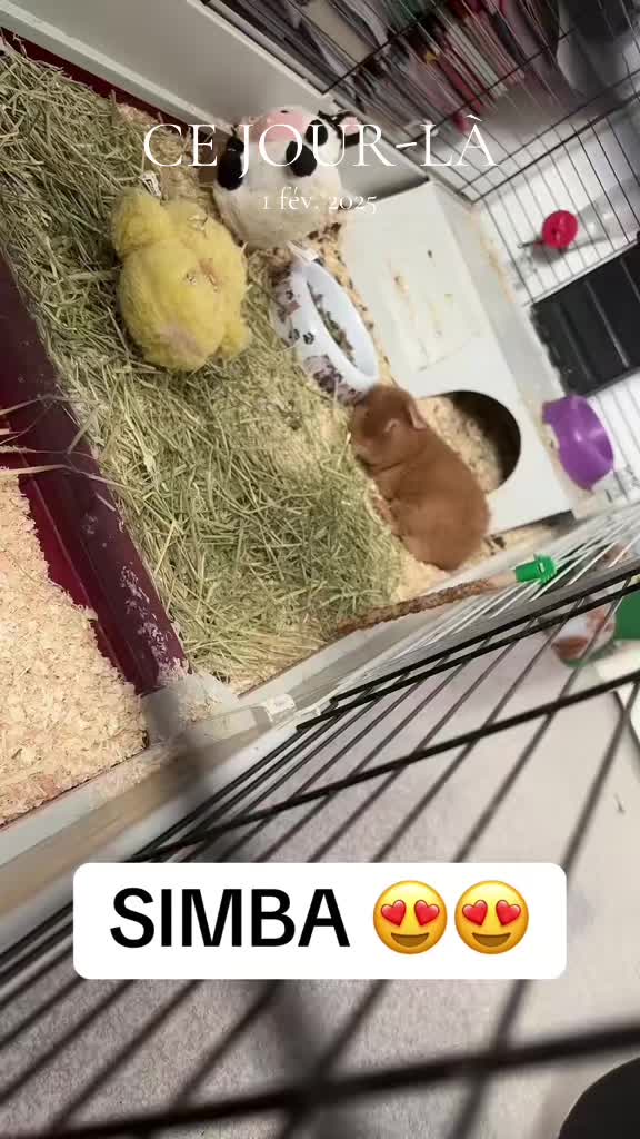 @🐥𝓒𝓵𝓪𝓻𝓪 𝓖𝓸𝓻𝓰𝓮𝓼✨