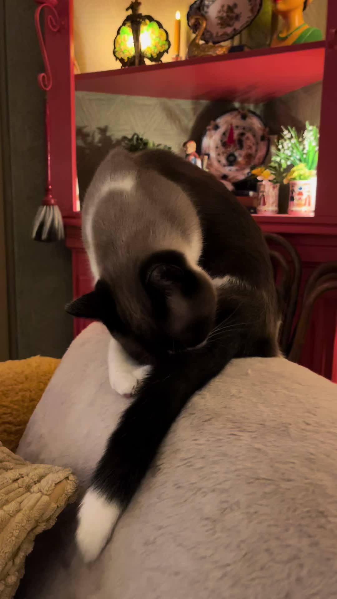 @grumpycattommyandfriends
