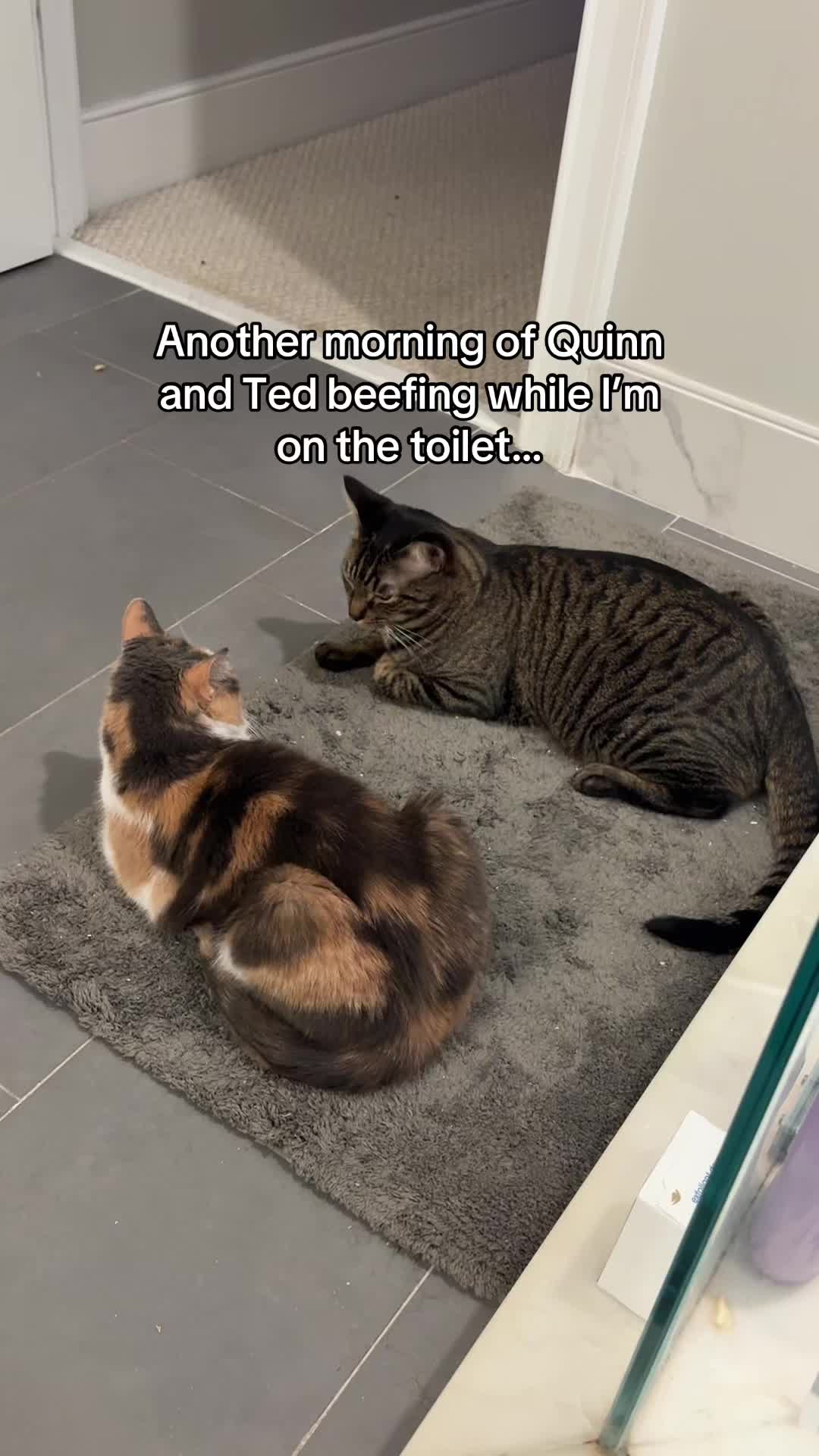@Quinn The Calico
