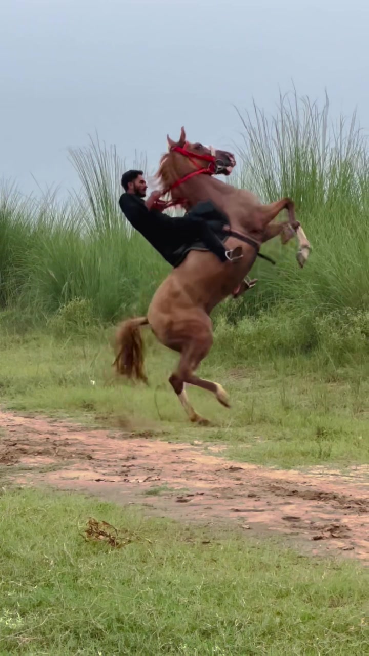 @Ch Hammad bokan ♥️🐎