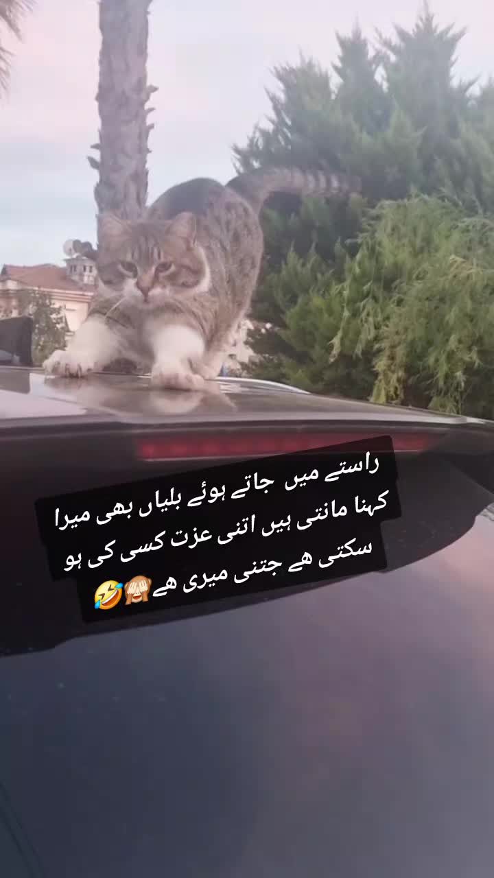 @Zubi🙋♀️زوبی