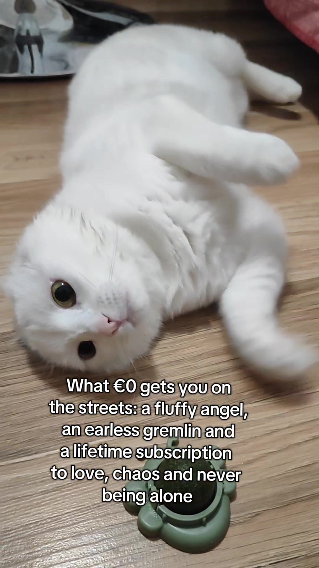 @Fluffy - the persian cat