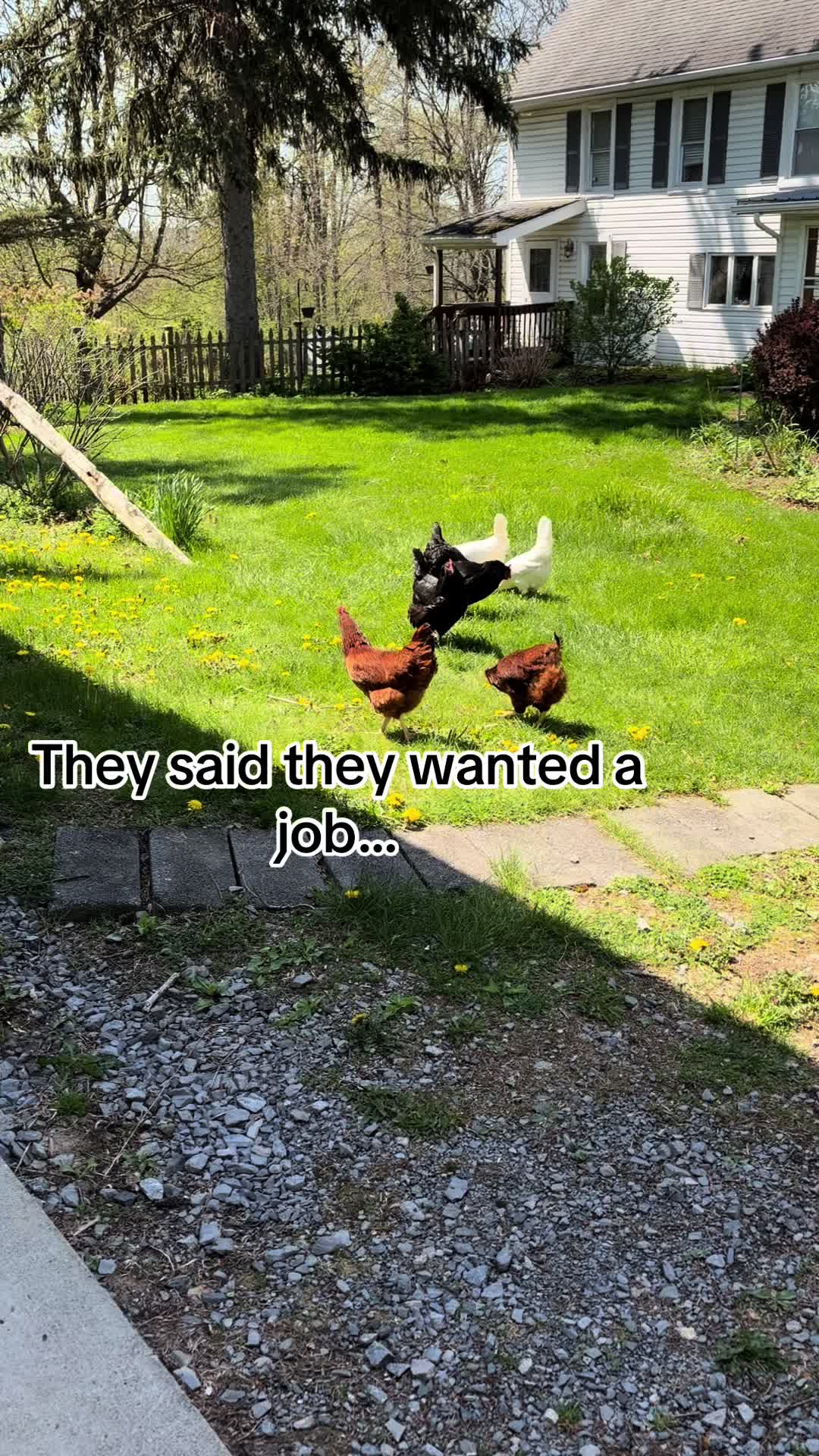 @Resistance Homesteaders