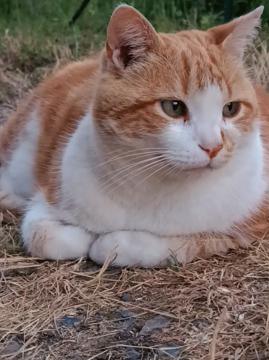 @Transcend'Horse 🐴 Luna'Cat 🐱