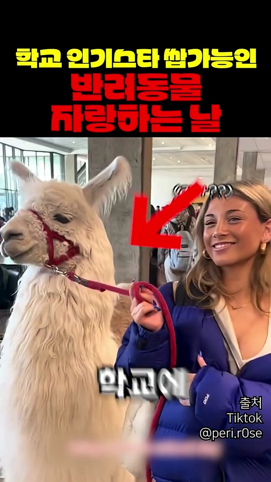 @짱아까미