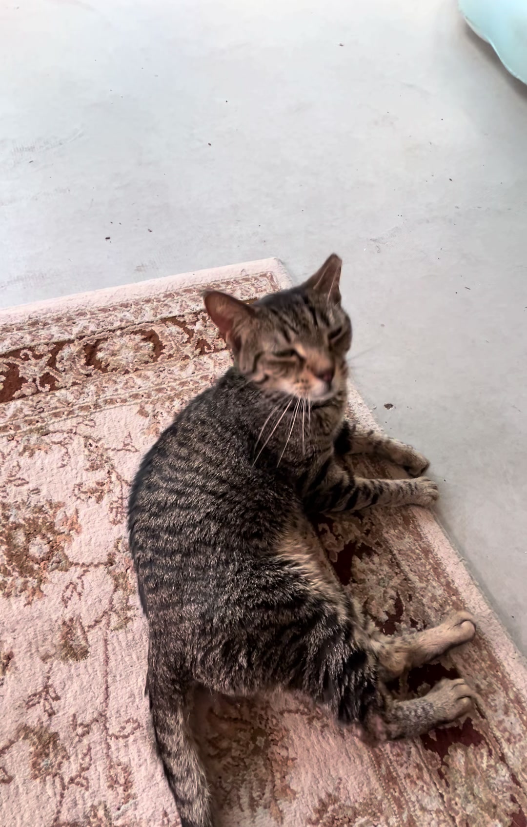 @Cat