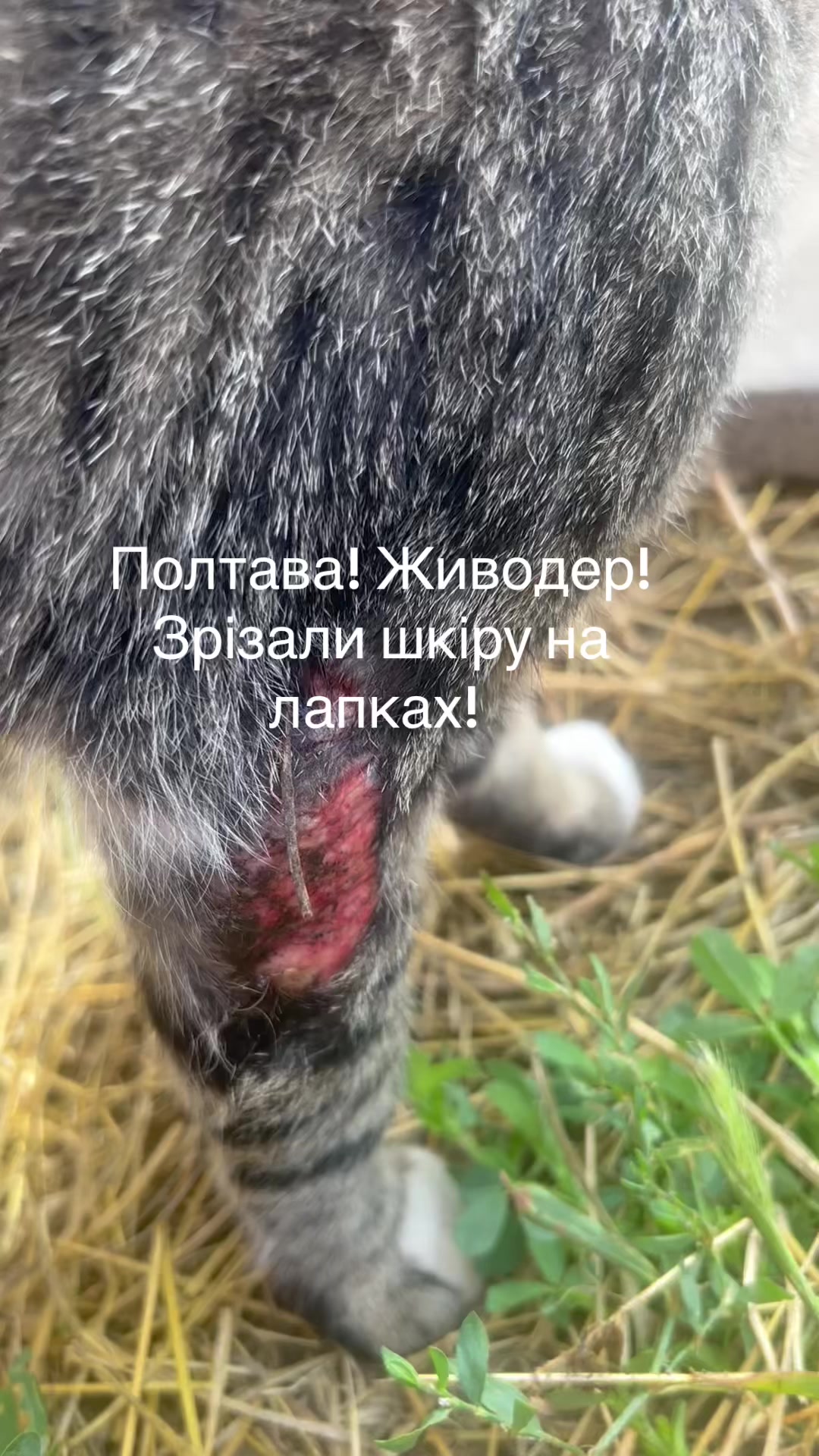 @Алиса