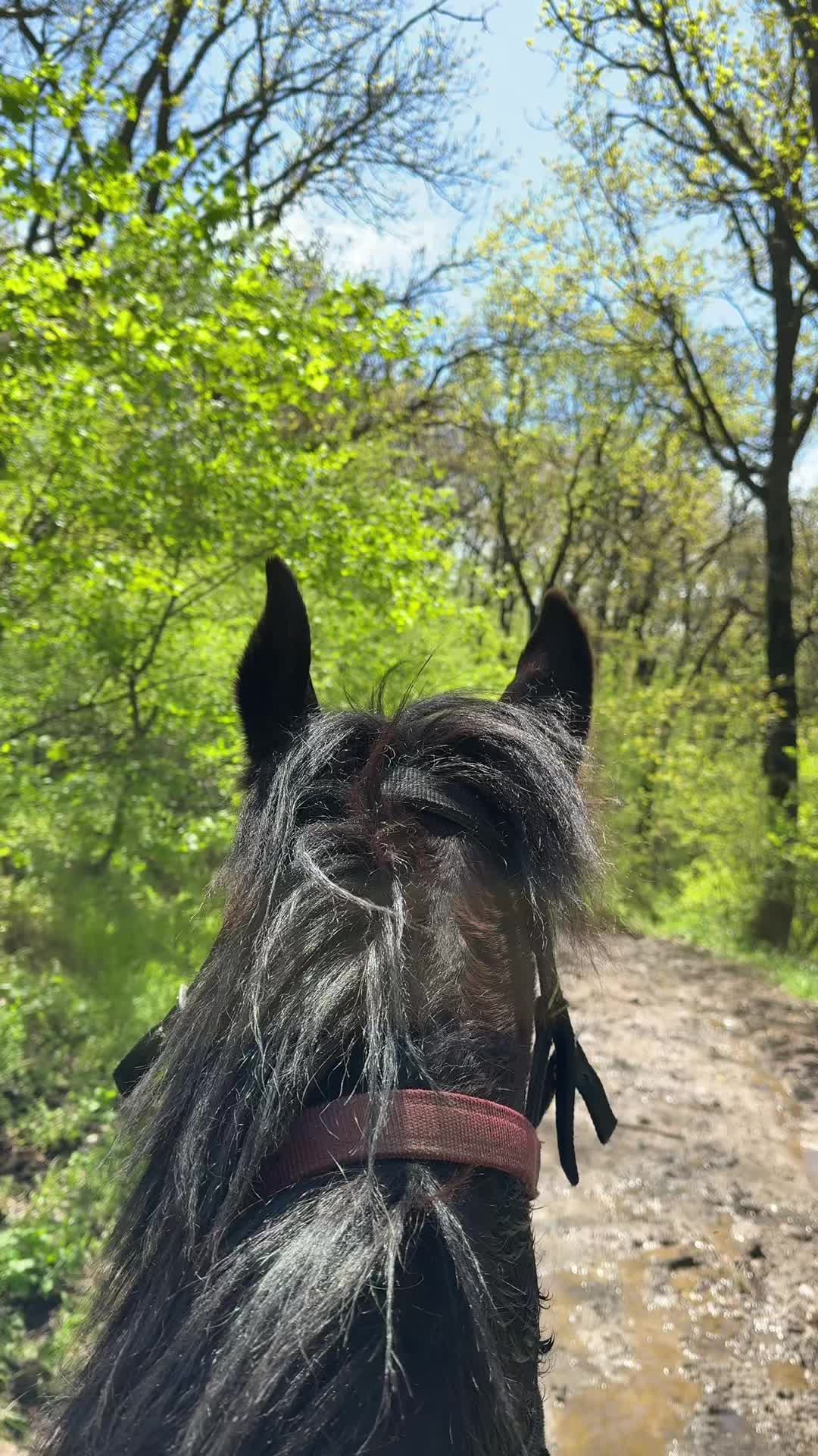 @horselakia