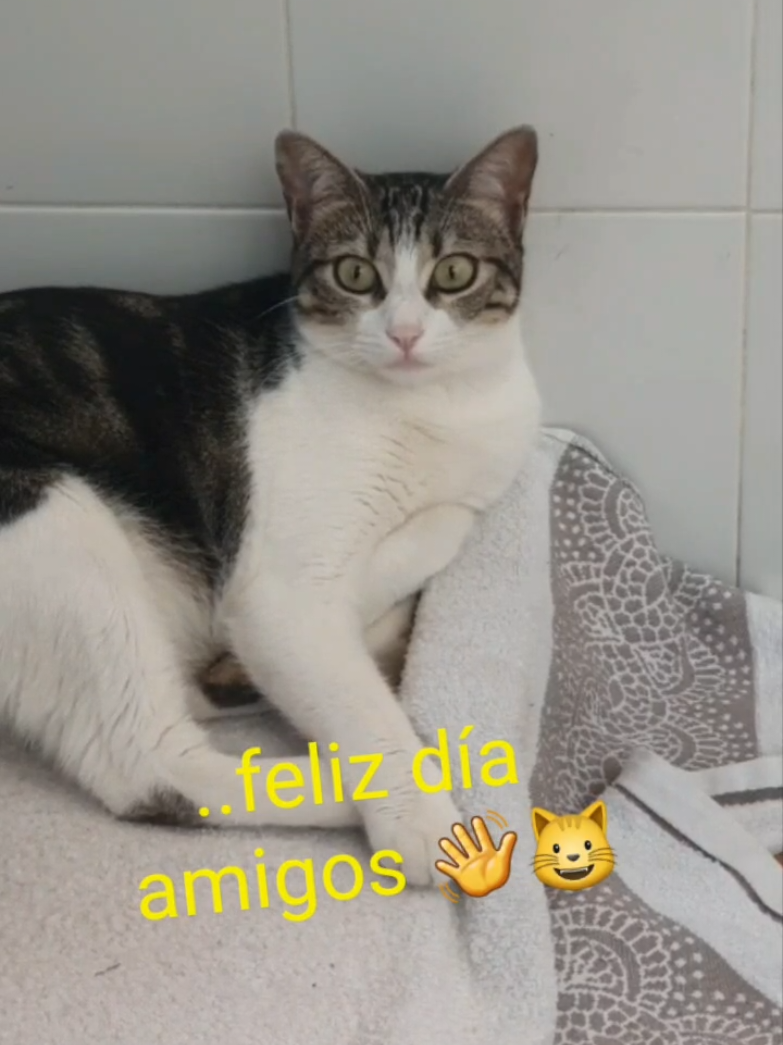 @nikii