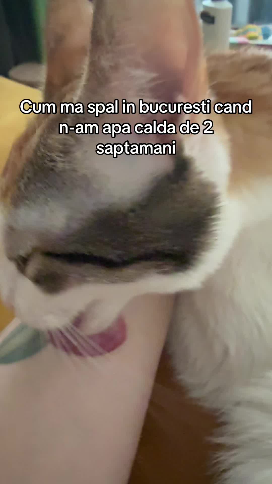 @Madalina Vin