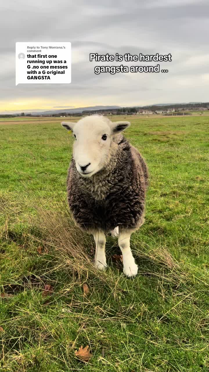 @Annie The Lamb