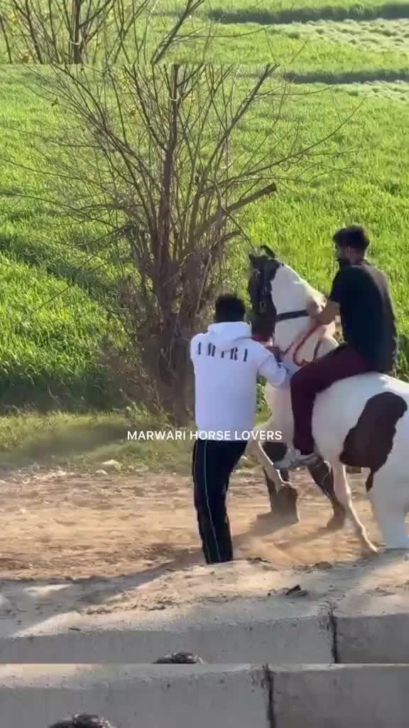@🏇 MARWARI HORSE RACING 🏇