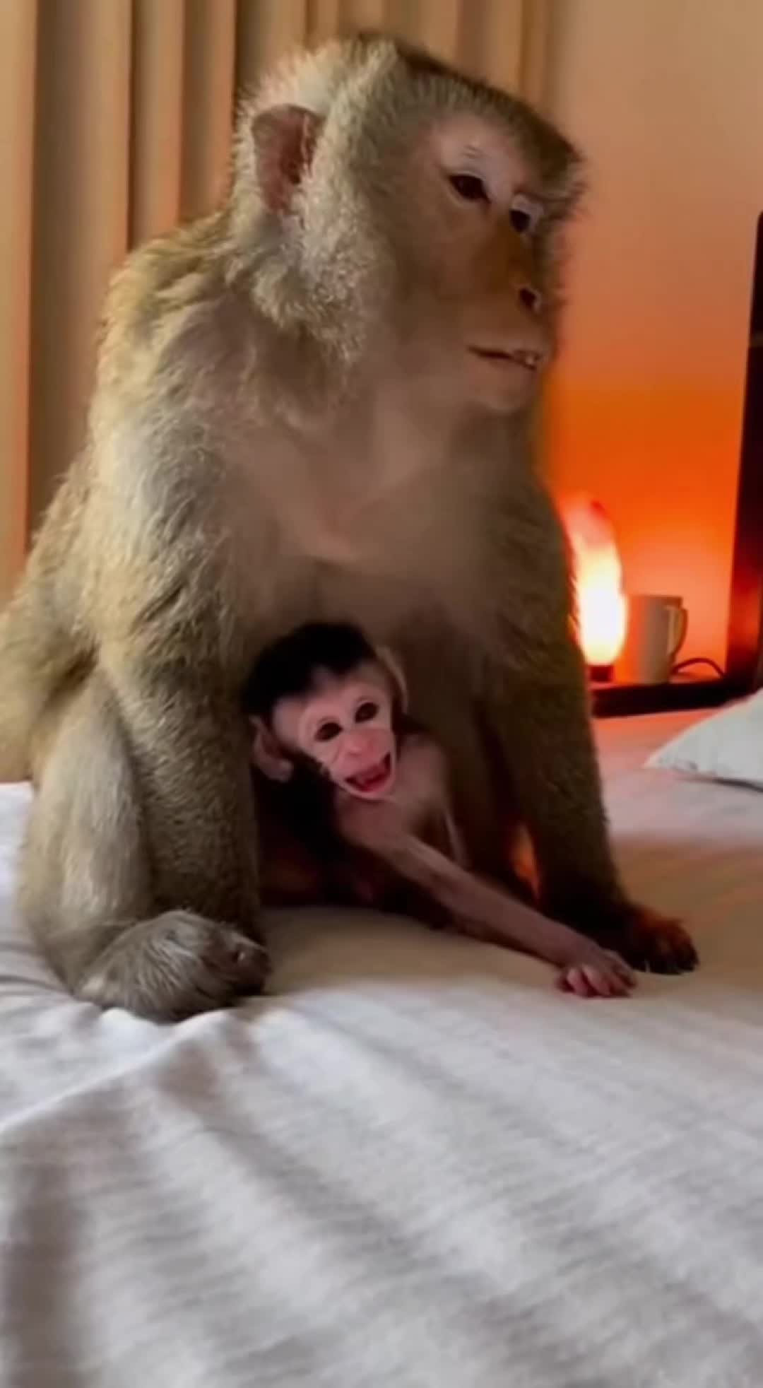 @monkeyfuntime