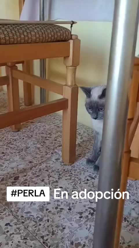 @SOS FELINA TENERIFE
