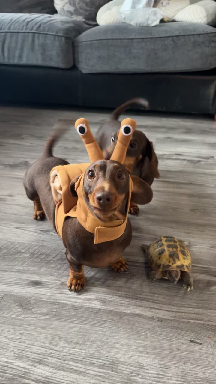 @ciciolive_mini_weiners