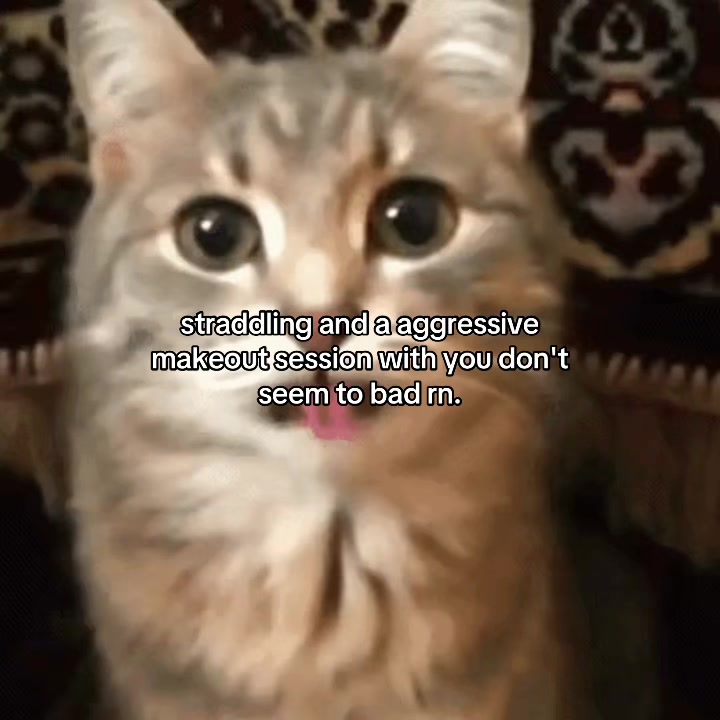 @Alice.cattok