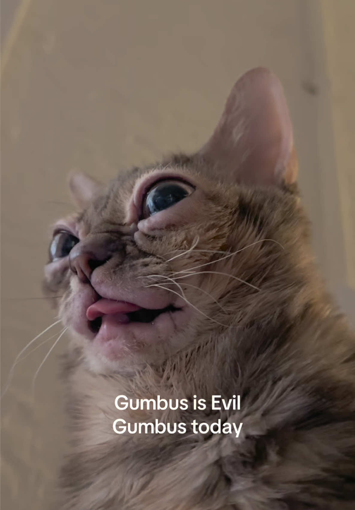 @Gumbus