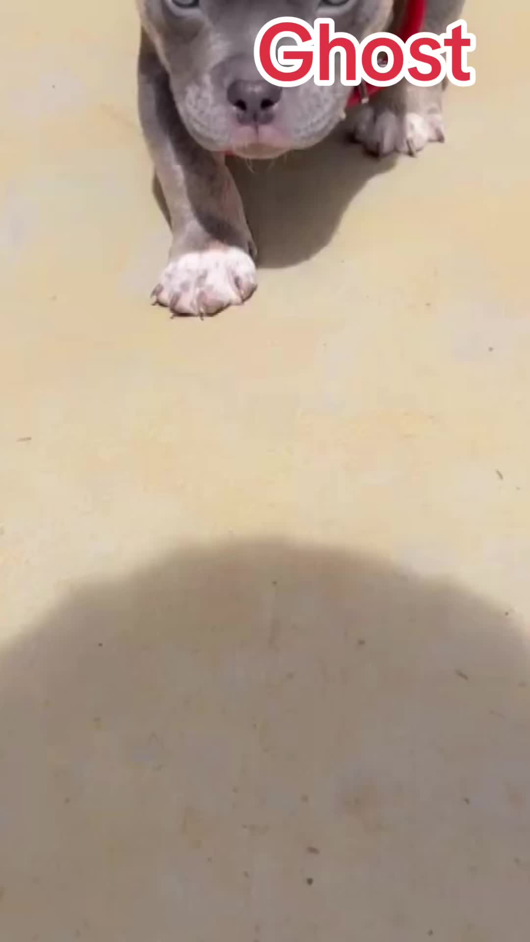 @gardnerkennel08