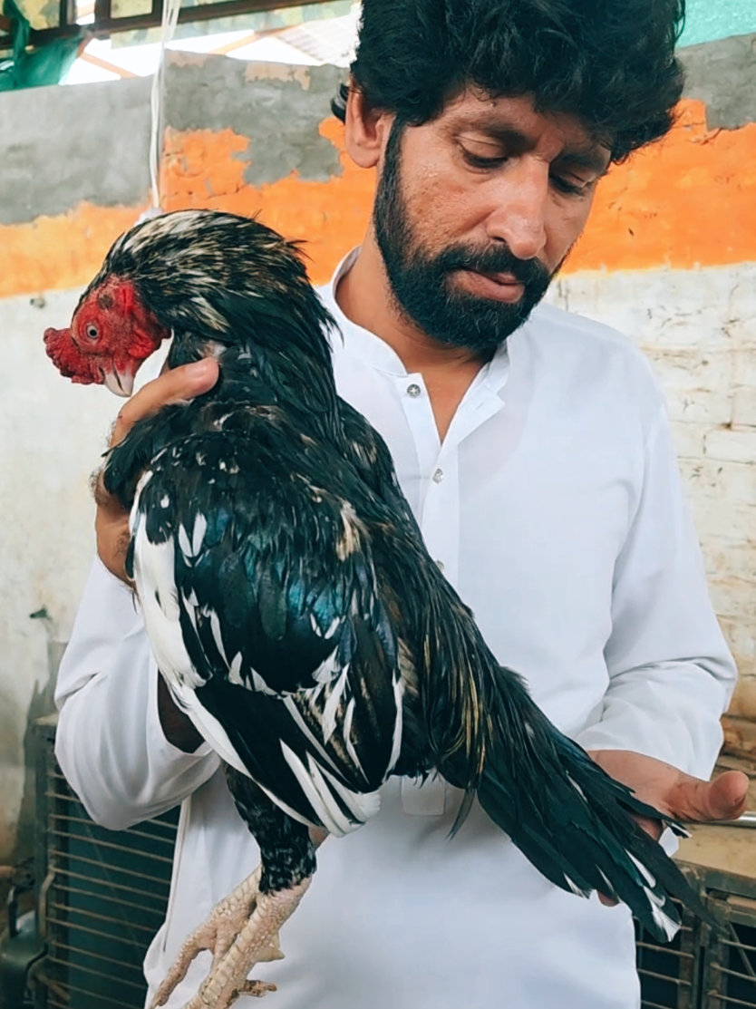 @Sajjad Aseel Farm